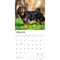 Cavalier King Charles Spaniels | 2026 12 x 24 Inch (Hanging) Monthly Square Wall Calendar | Plastic-Free | BrownTrout | Animals Dog Breeds Puppies